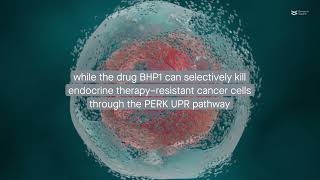 Stress less progress less Targeting endoplasmic reticulum stress to treat breast cancer [upl. by Reamy467]