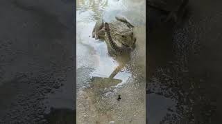 Sapo Comiendo Una Serpiente [upl. by Narhet]