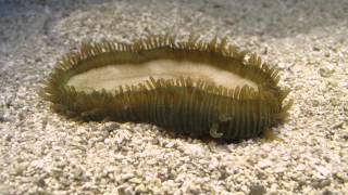 Mushroom coral timelapse [upl. by Atterrol]