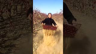 Amazing Chinese Red Dates  Dried Jujube Harvest from Farm With Rural Farmer shorts satisfying [upl. by Oivlis]