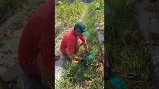 Gardening with a specialized safe weed puller agriculture farmtools shorts [upl. by Teryn379]