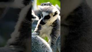 amazingfacts animals animals “Leaping Lemurs” “Lemurs in Action” [upl. by Eiclek]