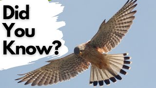 Things you need to know about KESTRELS [upl. by Acimahs]