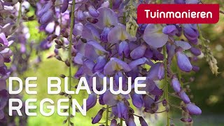 De blauwe regen  Lente  Tuinmanieren [upl. by Bazar707]