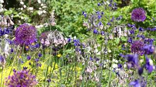 What3Plants 4 Nectaroscordum siculumAllium Purple Sensation Aquilegia vulgaris  Early June [upl. by Dene]