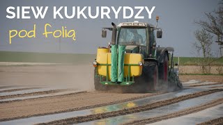 Siew kukurydzy pod folią biodegradowalną Jakie są korzyści [upl. by O'Meara]