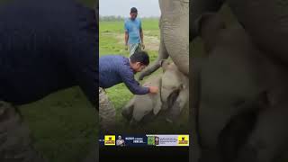 Adorable baby elephants play with youth in Manas National Park [upl. by Onileba875]