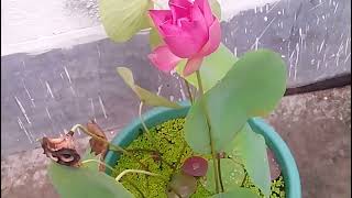 How to grow Lotus flower at home  Alternate Idea  2018 [upl. by Garbe]