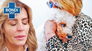 Heartbreaking Decision for Old Dog Not Eating 💔  Bondi Vet Clips  Bondi Vet [upl. by Adnolaj]