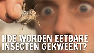 Hoe worden eetbare insecten gekweekt  De Buitendienst over insecten [upl. by Ticon907]