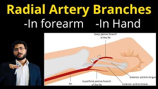 Radial Artery Anatomy l Branches l Forearm l Hand l Pulse [upl. by Iorgos]