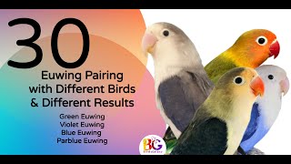 Euwing Mutation Basic Pairing  Euwing parblue greenfischer lovebirds lovebirdspairing [upl. by Lecirg252]