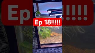 Day 40 of Line Breeding Shrimp in College freshwatershrimp fishtank fyp shrimp aquarium [upl. by Wesle215]