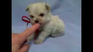 Micro teacup maltipoo puppy for sale [upl. by Nodnarg]