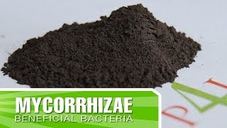 How to create strong roots in your plants with Mycorrhizae  Inoculants [upl. by Nodnarbal]