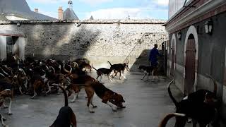 Breeding of Hunting Dogs in Cheverny Castle [upl. by Nnylak]