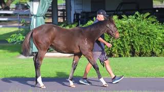 Lot 335 Telemon Thoroughbreds [upl. by Kordula]