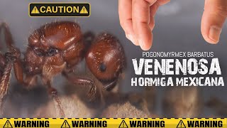 POGONOMYRMEX  Han llegado vivas o muertas  El Mundo de las Hormigas [upl. by Nwhas]