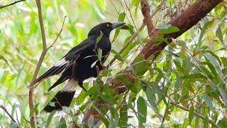 Pied Currawongs in the Moggill Forest [upl. by Anilat674]