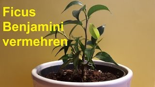 Birkenfeige Ficus Benjamini vermehren durch Stecklinge  Ableger Ficus Benjamina [upl. by Lav]