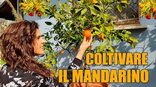 🍊🌱 Far germogliare il SEME del MANDARINO  Coltivare il Mandarino 👩🏼‍🌾 [upl. by Hyacinth]