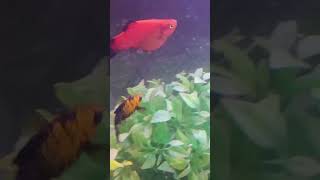 😍 Red platy fish 😍 Very Beautiful Colour 💯🔥 [upl. by Darnall118]