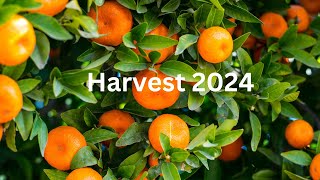 Harvest 2024 [upl. by Pacheco]