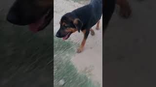 my dog 🐕 shortvideo dog mydog cutdog shorts short Smart dog The dog knows Entertainment [upl. by Nov231]