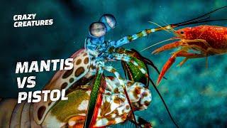 Mantis Shrimp vs Pistol Shrimp [upl. by Mordecai]