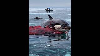 ORCA in Peril Can We SAVE it from the Icy Grip orcarescue dolphin orca [upl. by Sirac240]