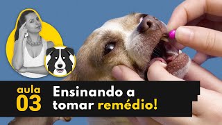 Como dar medicação para o cão  Cachorro não quer tomar remédio [upl. by Halak705]