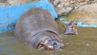 Hippo poop in pool and Baby Hippo laughing  Zoo [upl. by Anelac]