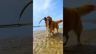 Intelligent dog fishing 🦦 New Viral Gadgets Smart Appliances Kitchen Utensils Home Inventions [upl. by Llevart]