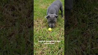 Staffy Puppy VS Lemon 🍋 bluestaffy dog englishstaffy [upl. by Yecies]