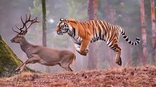 tiger chasing the deer Tiger attack on deer Tiger vs deer [upl. by Way]