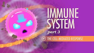 Immune System Part 3 Crash Course Anatomy amp Physiology 47 [upl. by Tibold]