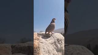 Chakor Partridge Voice  Chakor ki Awaz 🔥❤️india orakzai patna pathan pashto birds [upl. by Rakia]