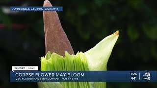 Rare corpse flower may bloom at CSU this weekend [upl. by Anitnatsnoc]