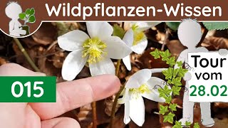 015  33 Erste Frühlingsboten  Wildpflanzen amp BaumWissen BotanikDoku  Februar [upl. by Yenruoc]