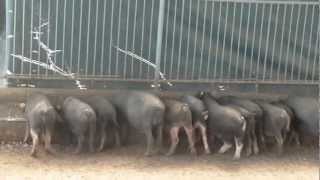 quotPHILIPPINE NATIVE PIG RAISINGquot  CONTRACT GROWING PROGRAM BY ECOPIG DC [upl. by Atirak]