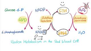 Glucose6phosphate Dehydrogenase G6PD Enzyme  ROS Scavenger Biochemistry amp Hematology [upl. by Audy]