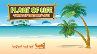 Amazing Uses of Coconut The Plant of Life [upl. by Yasu883]