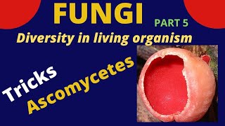 Class Ascomycetes  Tricks to learn examples  kingdom fungi  Class 9 11 BiologyNEET [upl. by Nayarb]