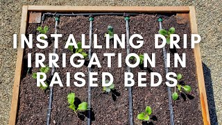 How to Install Drip Irrigation in Raised Garden Beds Using Drip Tape [upl. by Safir454]