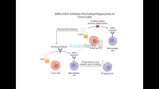 SIRPα Inhibition Clearing Tumors by Promoting Phagocytosis [upl. by Hayyikaz]