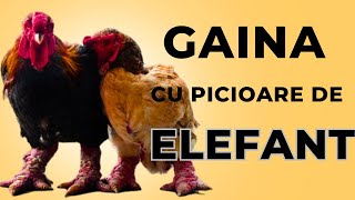 GAINA cu picioare de ELEFANT sau GAINA DRAGON Dong Tao [upl. by Bernhard]