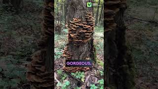 Impressive Colony of Fungus mushroom fungi mycology forest trees nature outdoors [upl. by Aztiray516]