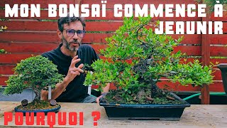 Pourquoi mon bonsaï atil commencé à jaunir de nombreuses feuilles [upl. by Hannie]