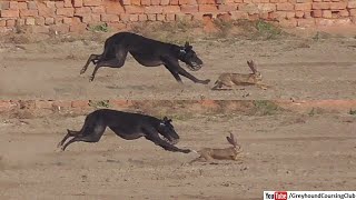 24 December greyhound coursing dogs trials in chak 82 [upl. by Werdna]