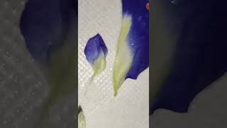 Fabaceae family vexillary aestivation butterfly pea flower neet neetug [upl. by Idet]